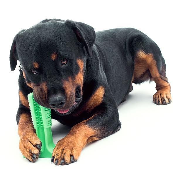 Dog Brushing Stick to Clean Your Dog’s Teeth